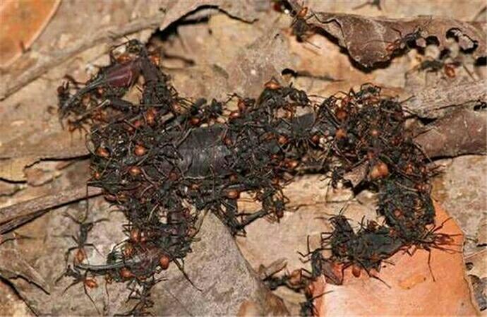 世界上最猛的4只蚂蚁，行军蚁、食人蚁、爆炸蚁、子弹蚁