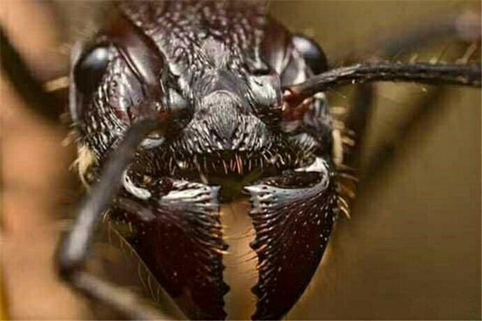 世界上最猛的4只蚂蚁，行军蚁、食人蚁、爆炸蚁、子弹蚁